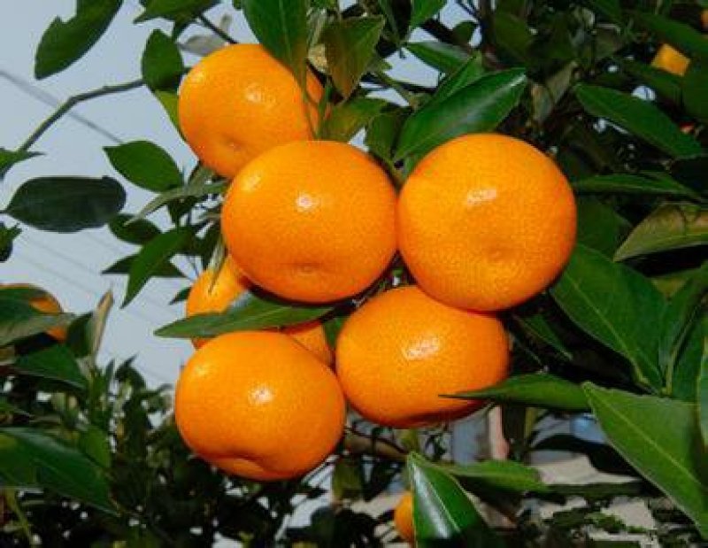 蜜橘（新余）