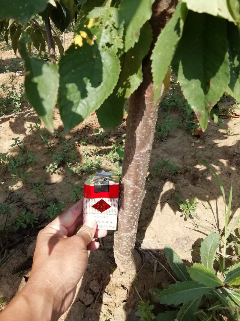 脱毒矮化樱桃苗，美早，俄罗斯8号品种纯正提供种植技术