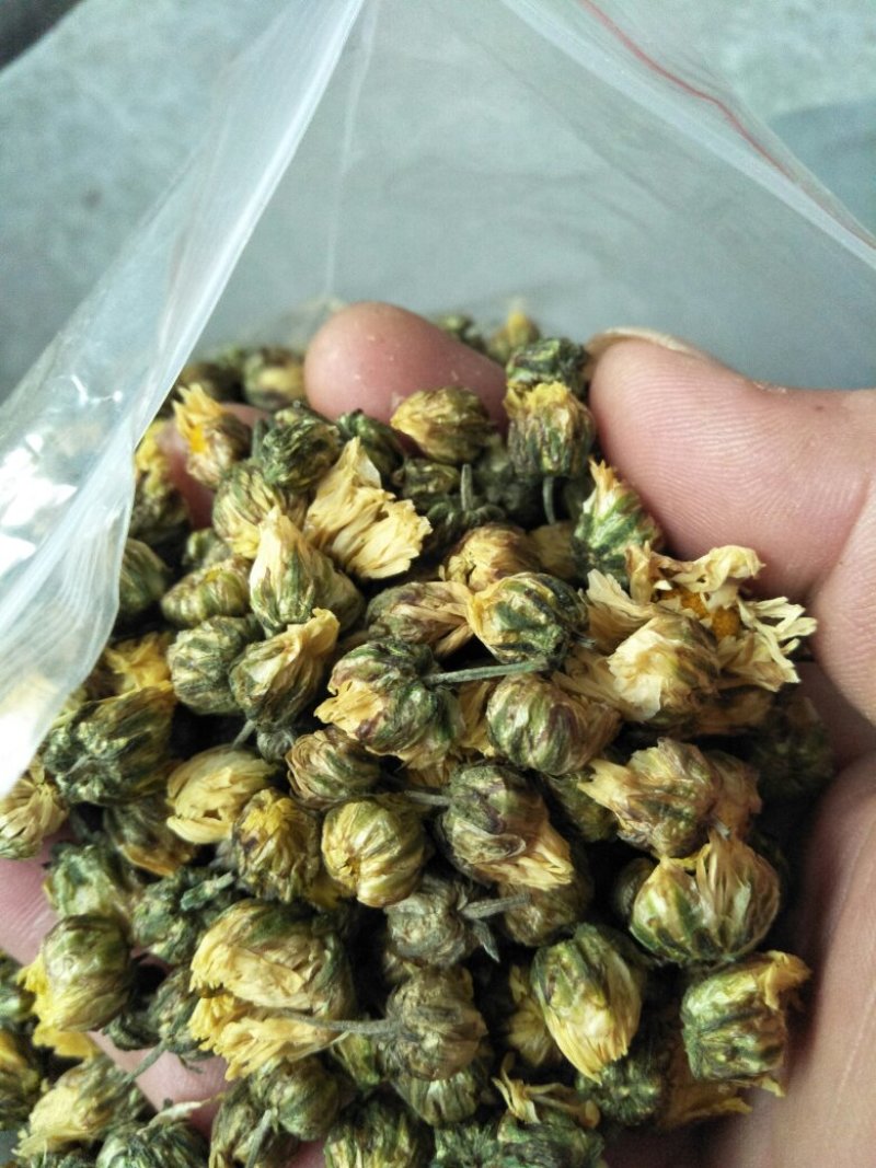 胎菊王