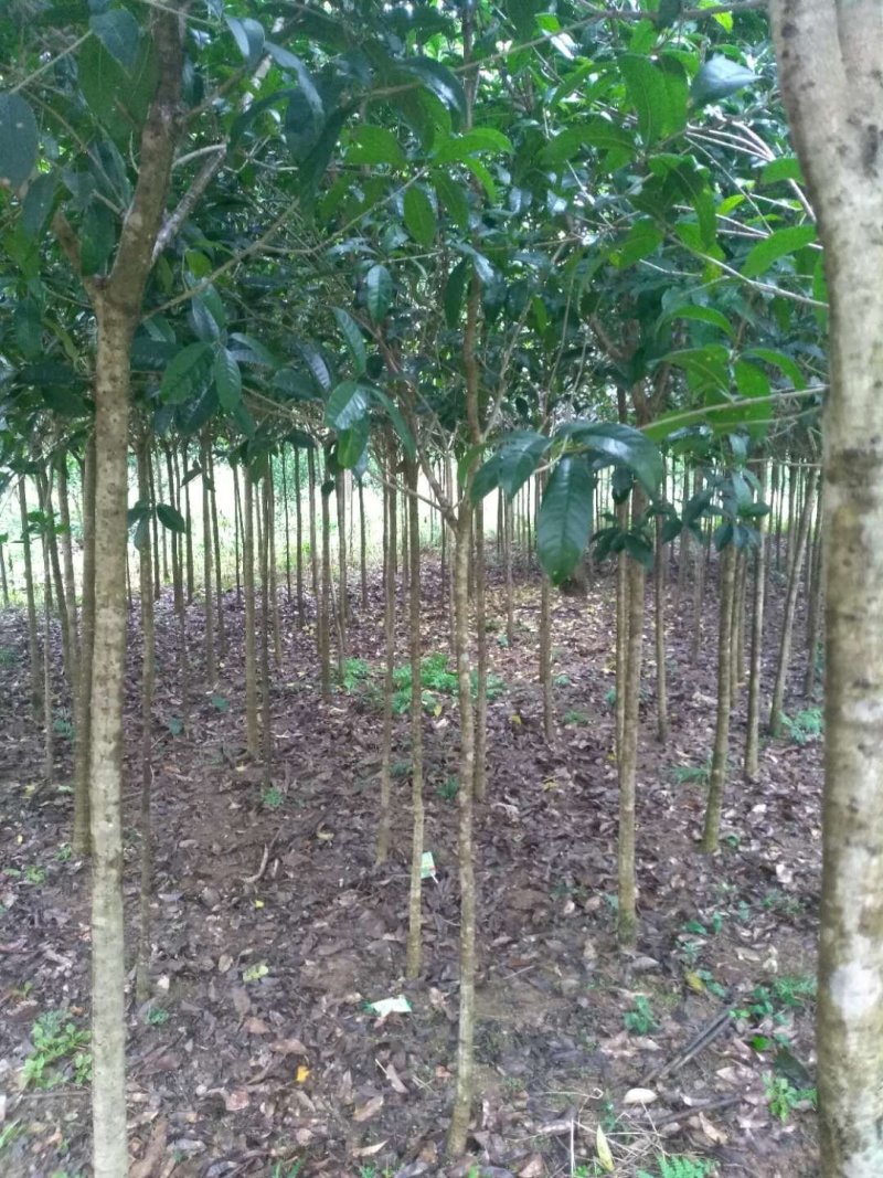 桂花树：