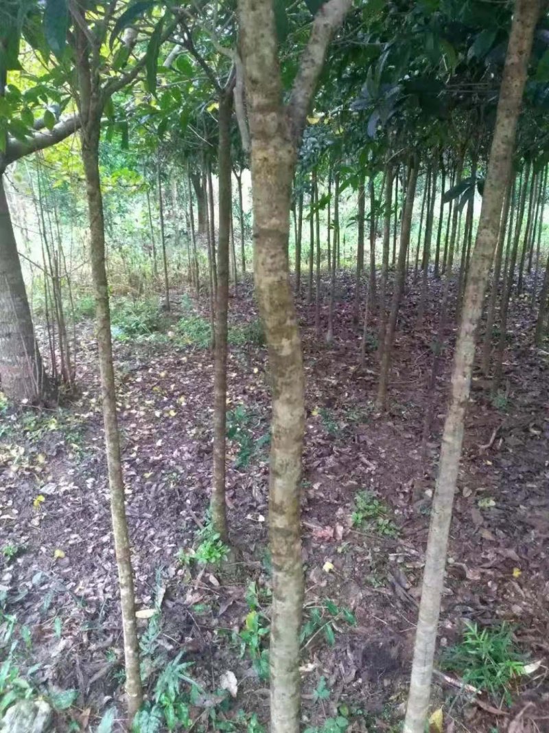 桂花树：