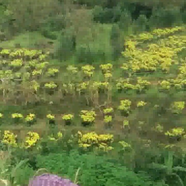 昔元种植金丝皇菊