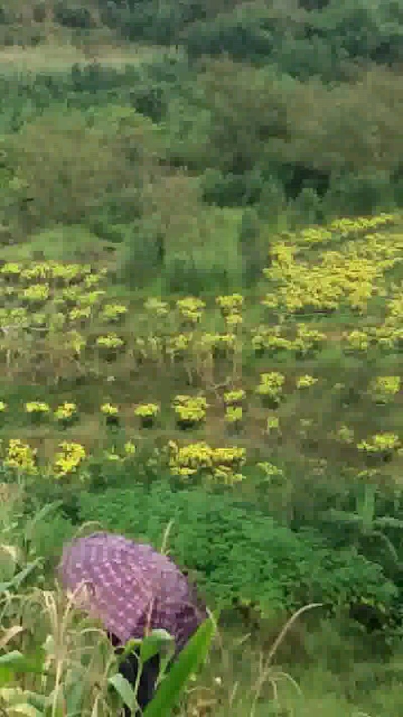 昔元种植金丝皇菊
