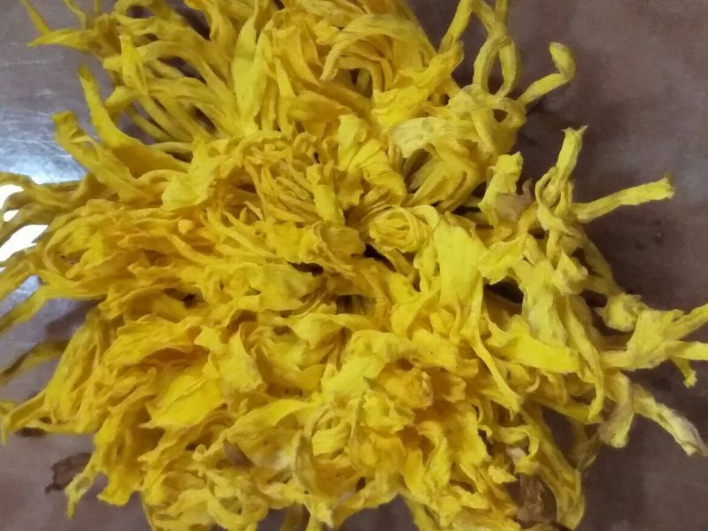 昔元种植金丝皇菊