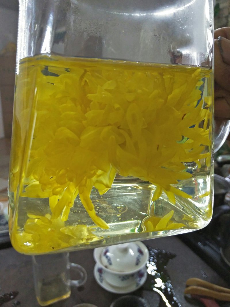 昔元种植金丝皇菊