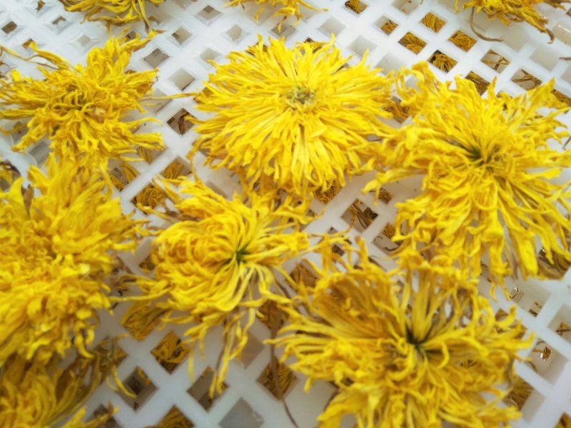 昔元种植金丝皇菊