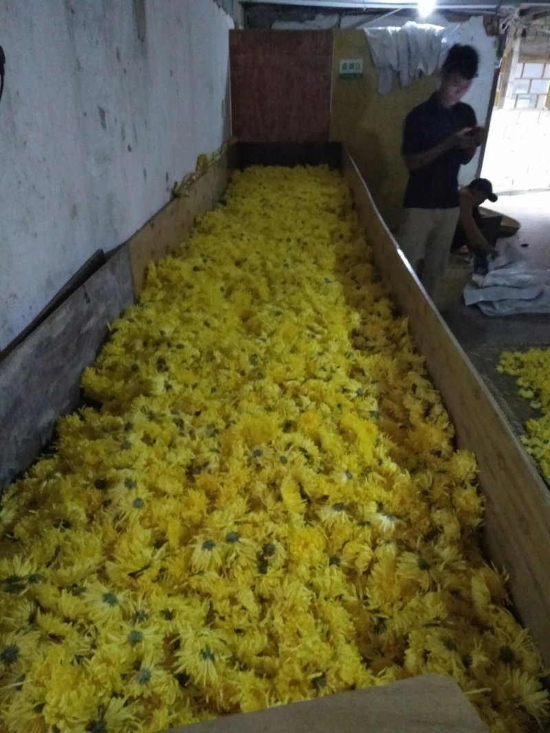 昔元种植金丝皇菊