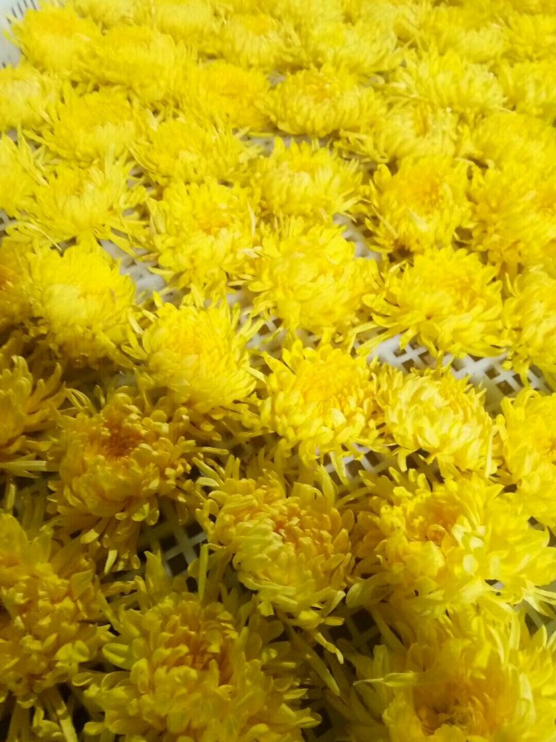 昔元种植金丝皇菊
