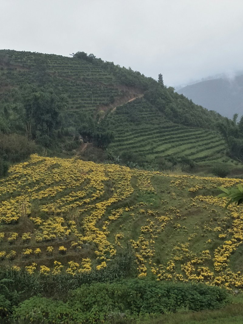 昔元种植金丝皇菊