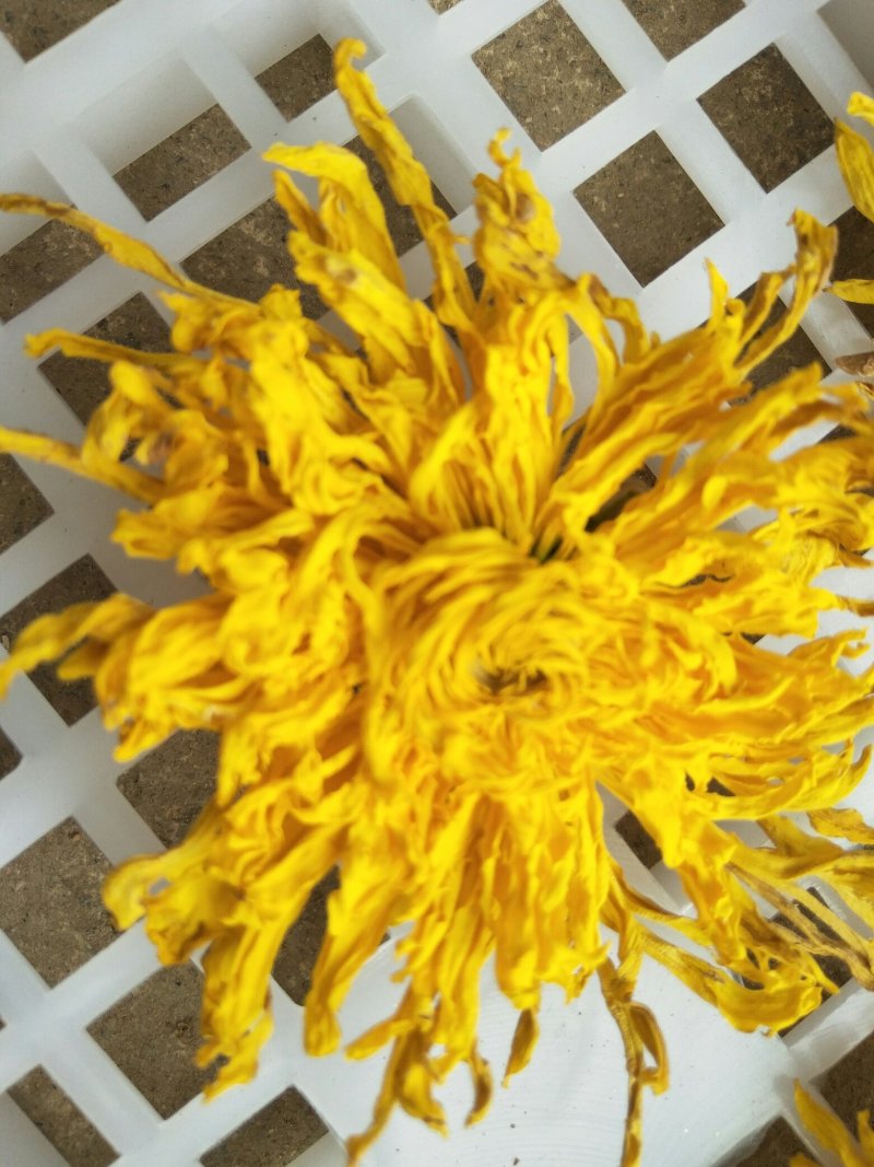 昔元种植金丝皇菊