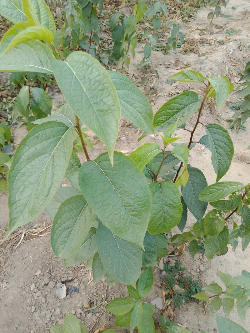 精品杜仲苗山东杜仲苗产地直销