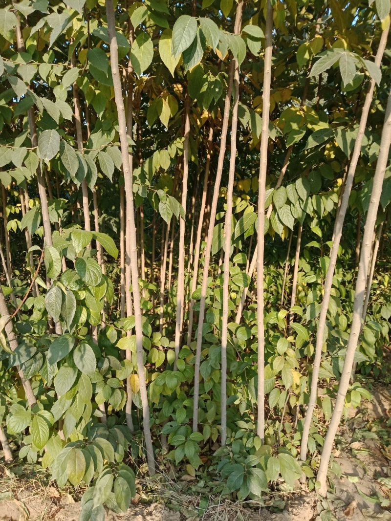 精品杜仲苗山东杜仲苗产地直销