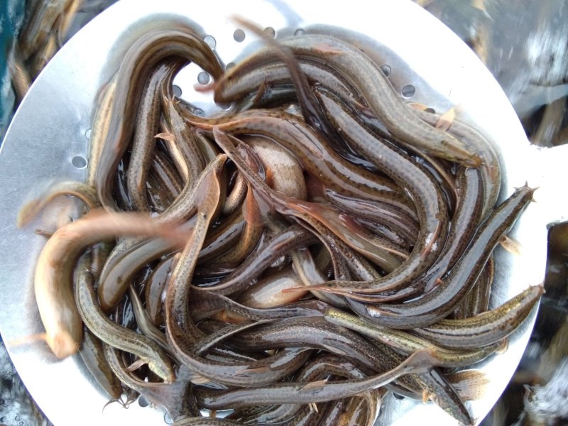 老头鱼，鲤鱼，鲫鱼，黑鱼，白鱼，泥鳅鱼