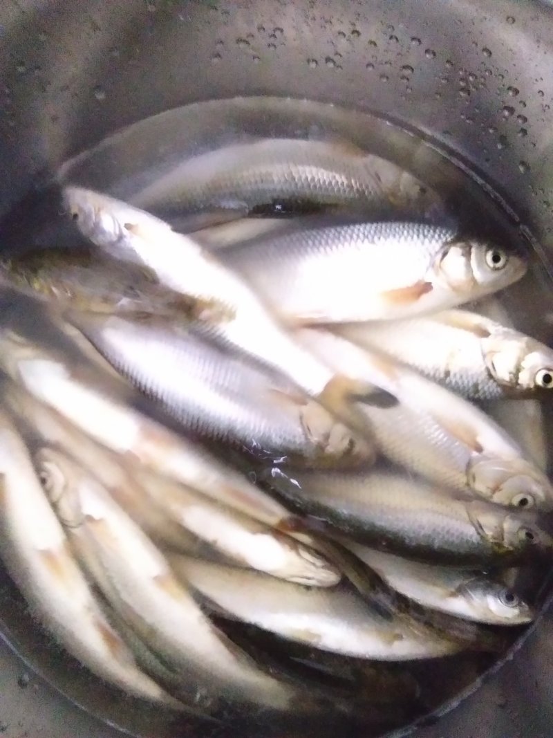 老头鱼，鲤鱼，鲫鱼，黑鱼，白鱼，泥鳅鱼