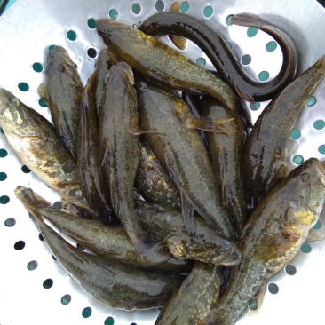 老头鱼，鲤鱼，鲫鱼，黑鱼，白鱼，泥鳅鱼