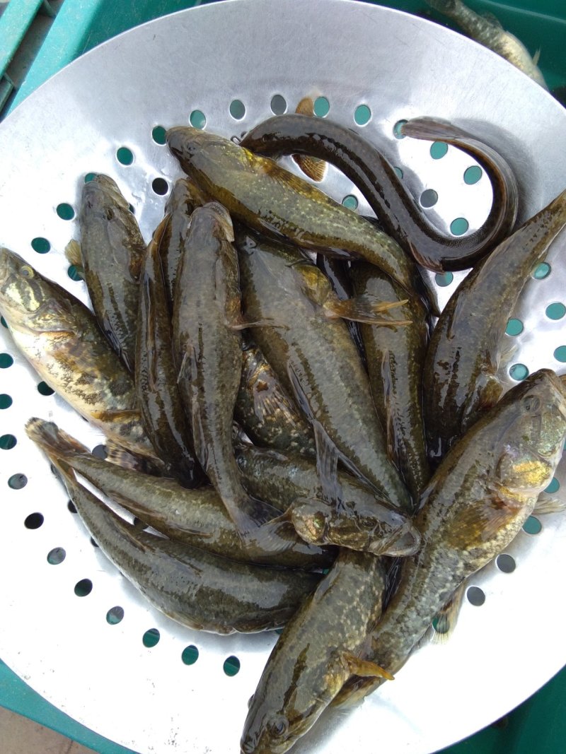 老头鱼，鲤鱼，鲫鱼，黑鱼，白鱼，泥鳅鱼