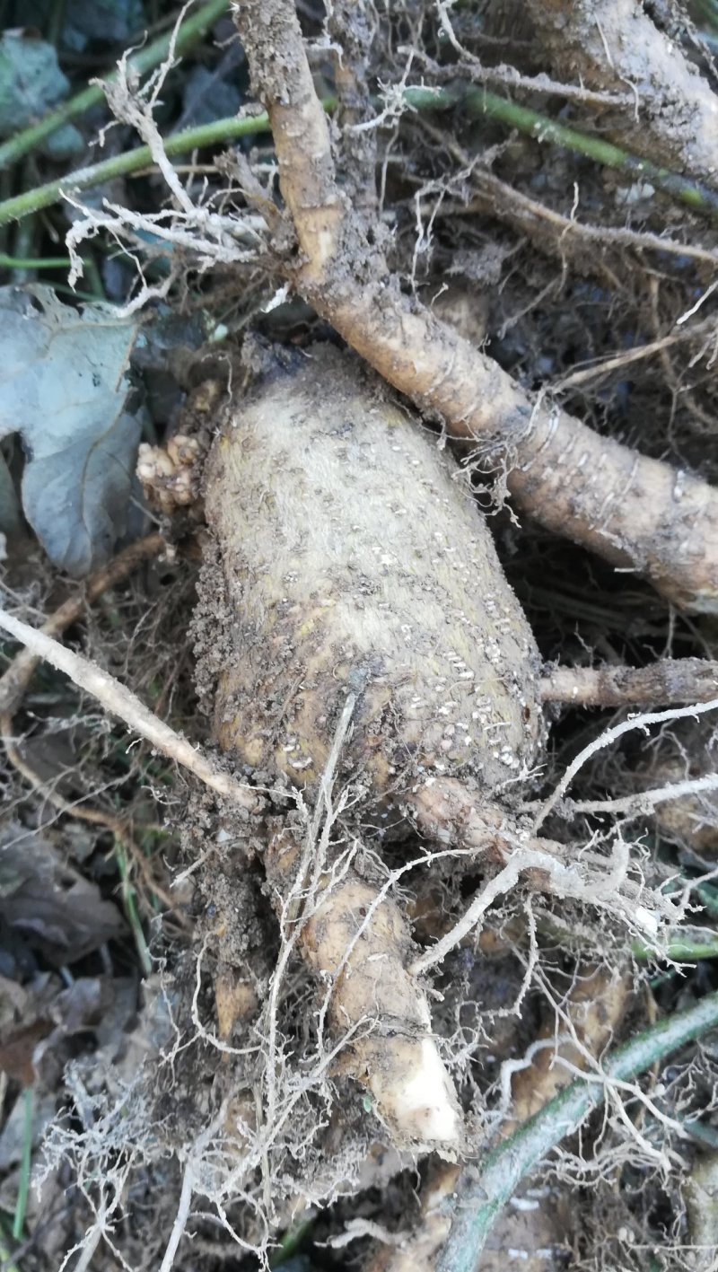 桂东深山天然野生葛根