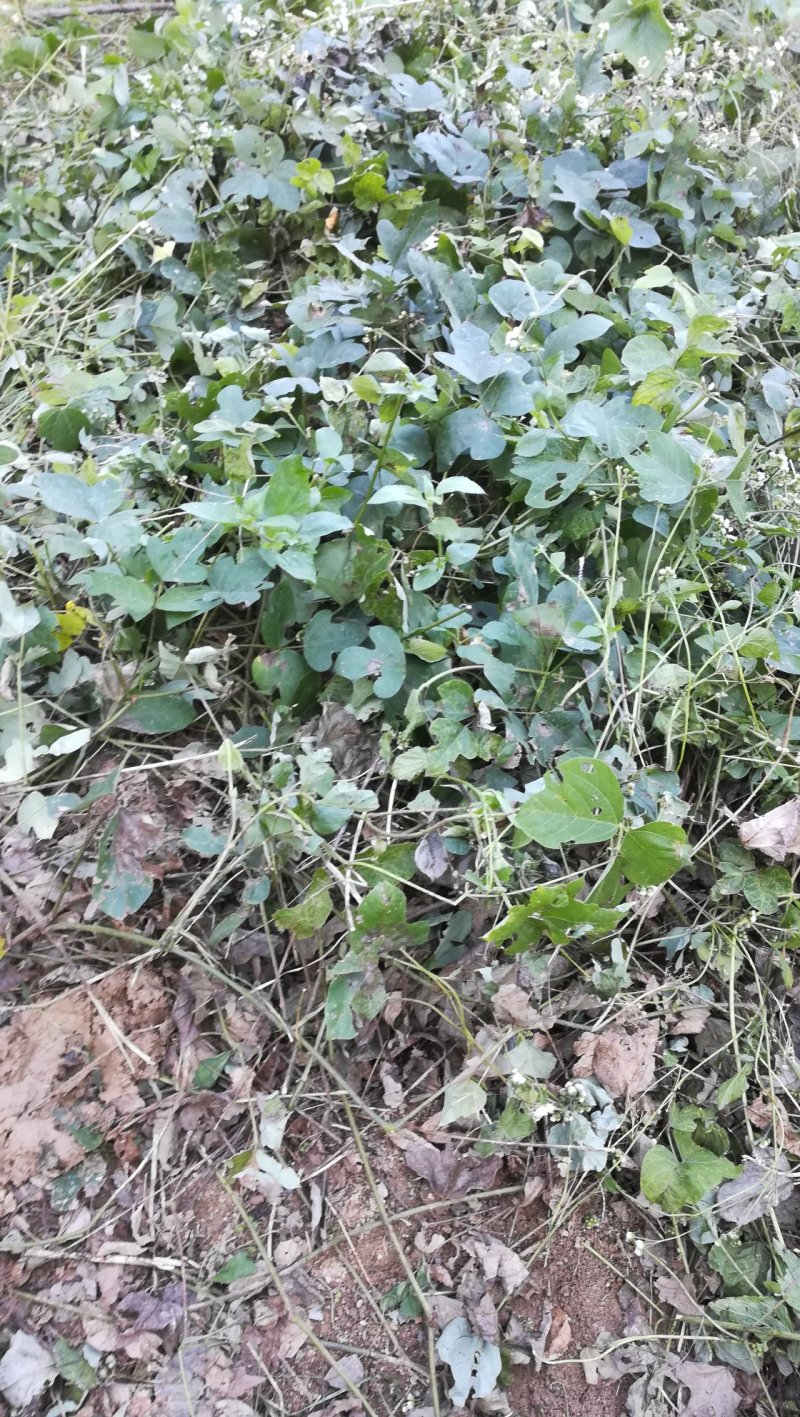 桂东深山天然野生葛根