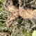 桂东深山天然野生葛根