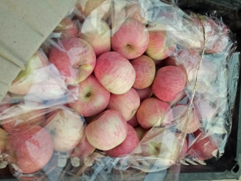 绥中优质小果光苹果口感甜脆产地对接大量供应
