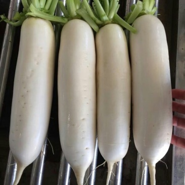 白萝卜