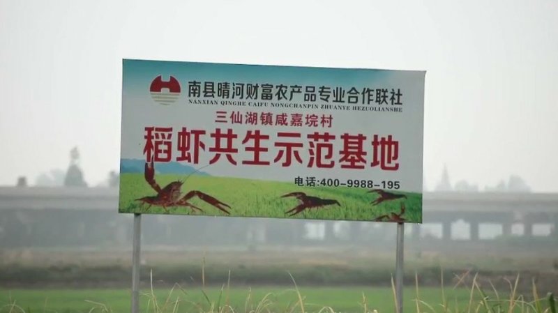 澳华小龙虾饲料，晴河生物系列。全国知名小龙虾饲料前三甲。