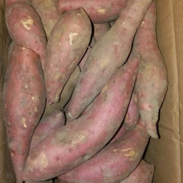 红薯
