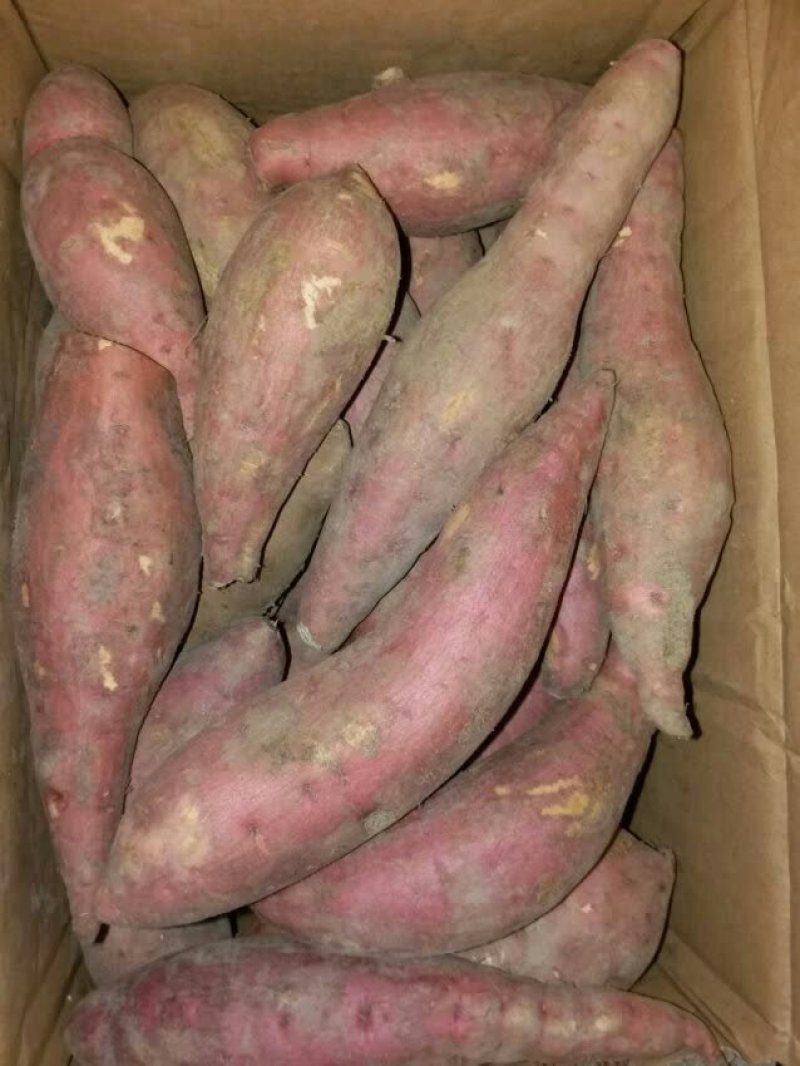 红薯
