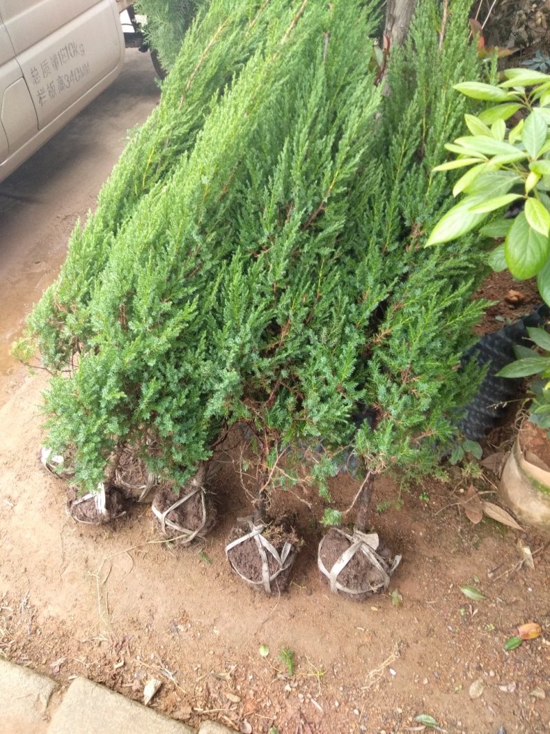 塔柏树，草皮，公墓专用，量大从优江西首选草
