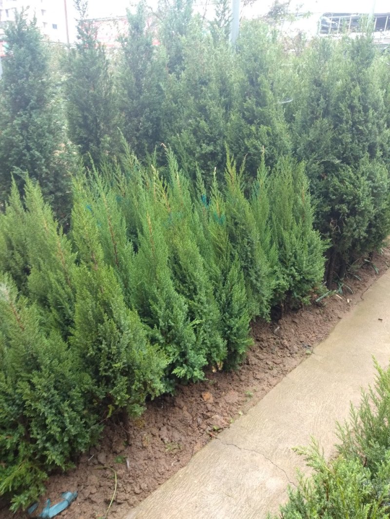 塔柏树，草皮，公墓专用，量大从优江西首选草