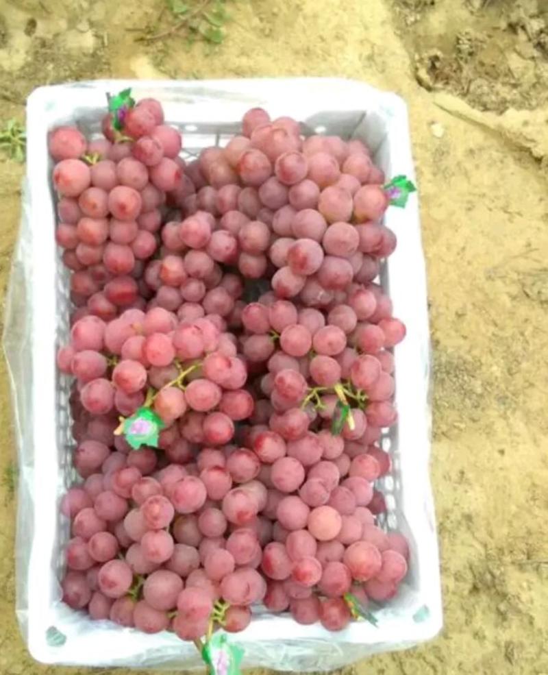 河北优质红提葡萄，基地直发，可供货到春节。