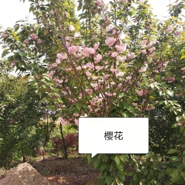 南阳苗木供应