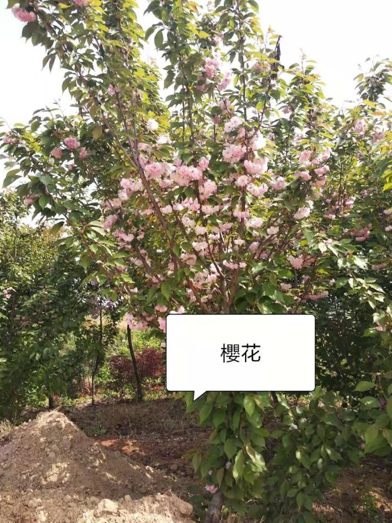 南阳苗木供应