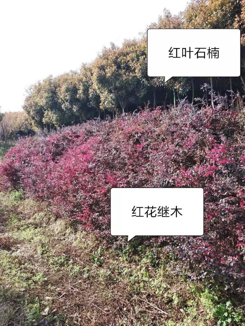 南阳苗木供应