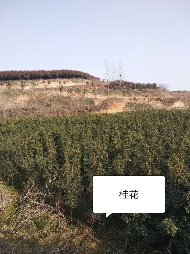 南阳苗木供应