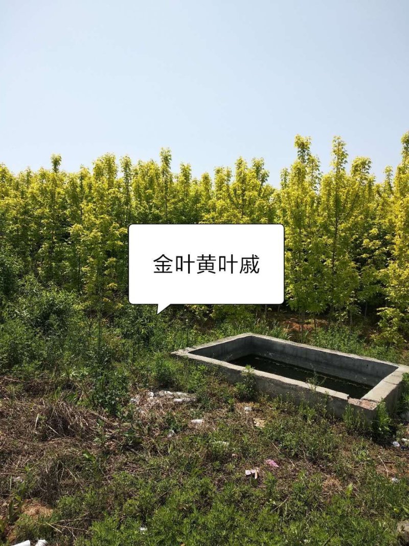 南阳苗木供应