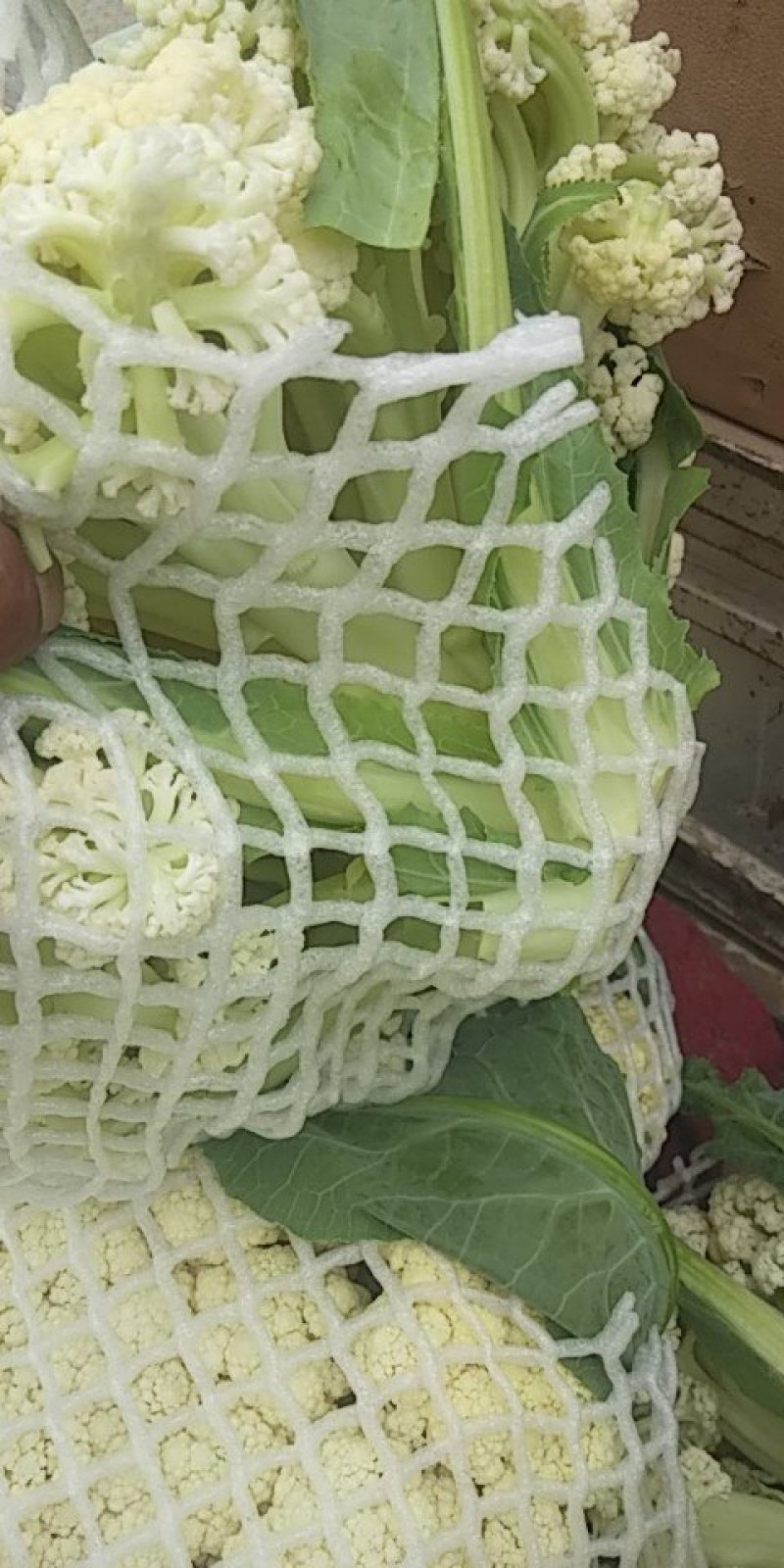 菜花，有机花菜，大量上市，物美价廉，有意者前来合作。