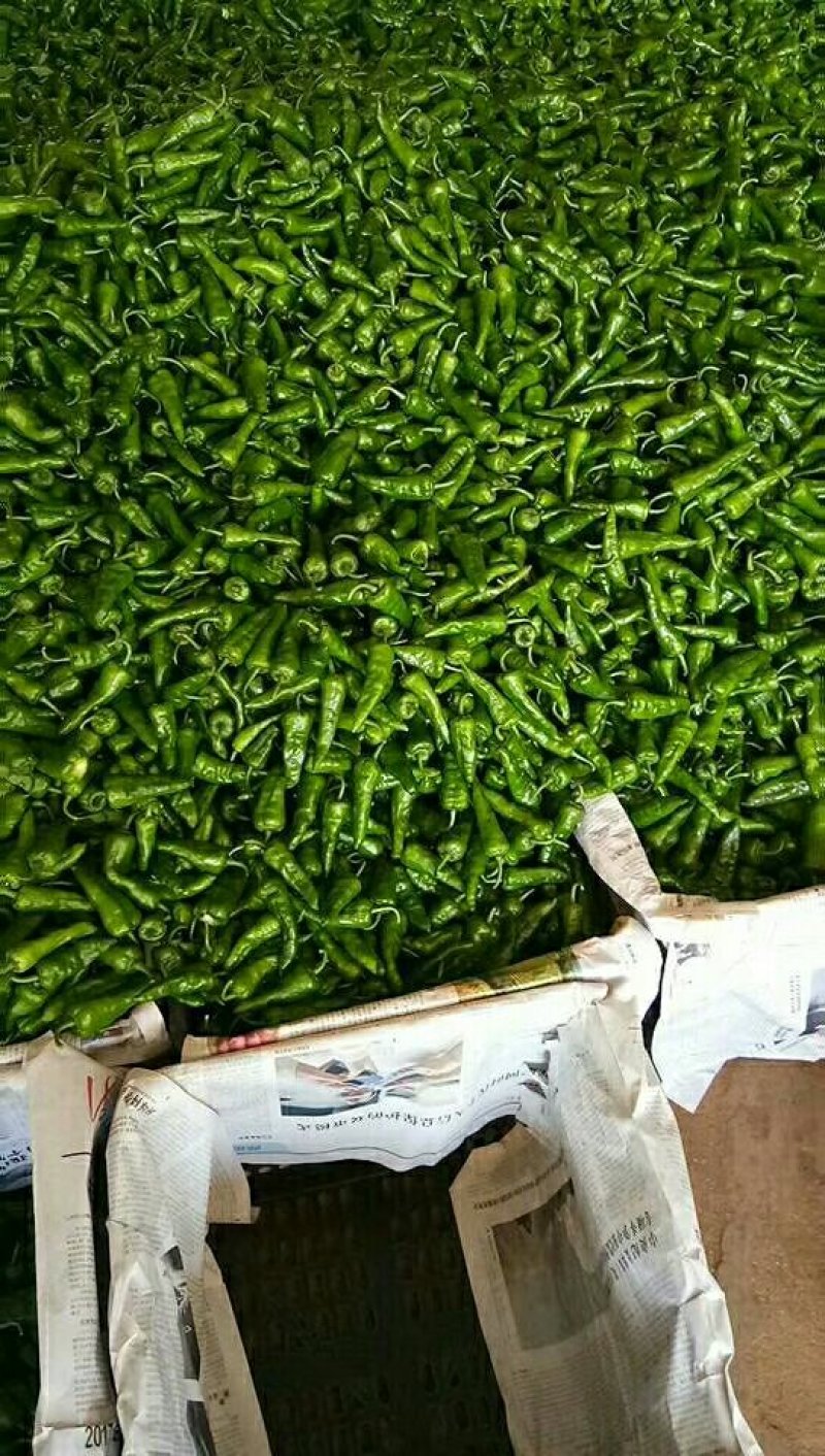 余干椒现已大量上市中，欢迎订购