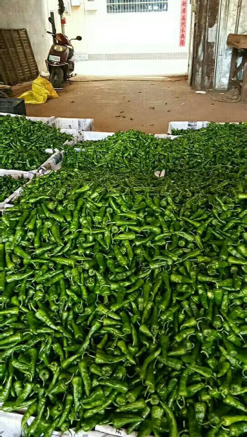 余干椒现已大量上市中，欢迎订购