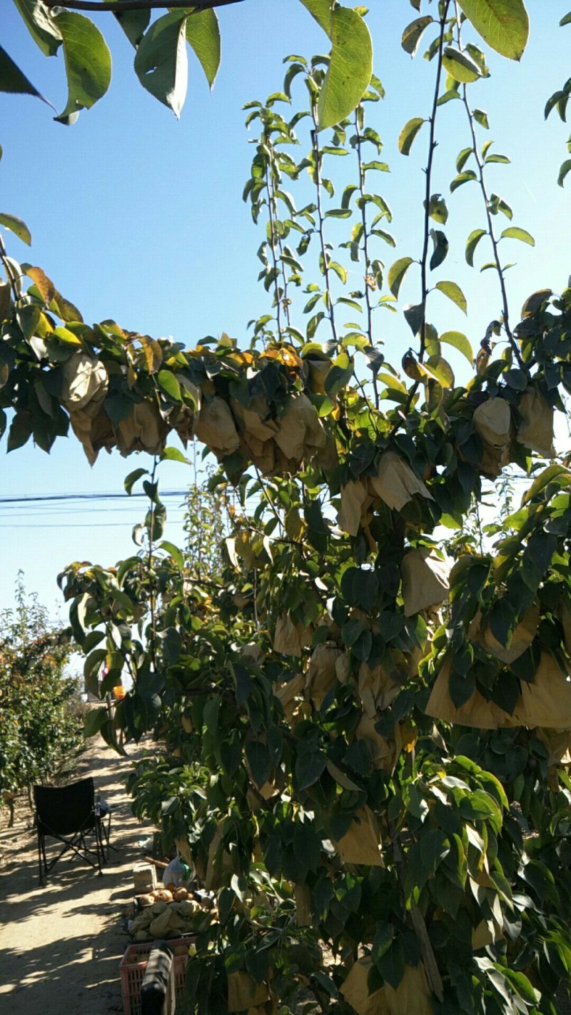晚秋黄梨不是冷库货果子在树上个大无渣水多大量大果