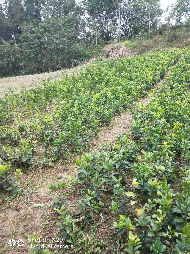 爱媛38技术支持