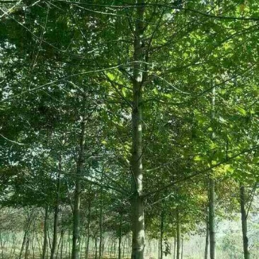 15公分枫香，批量整车供应