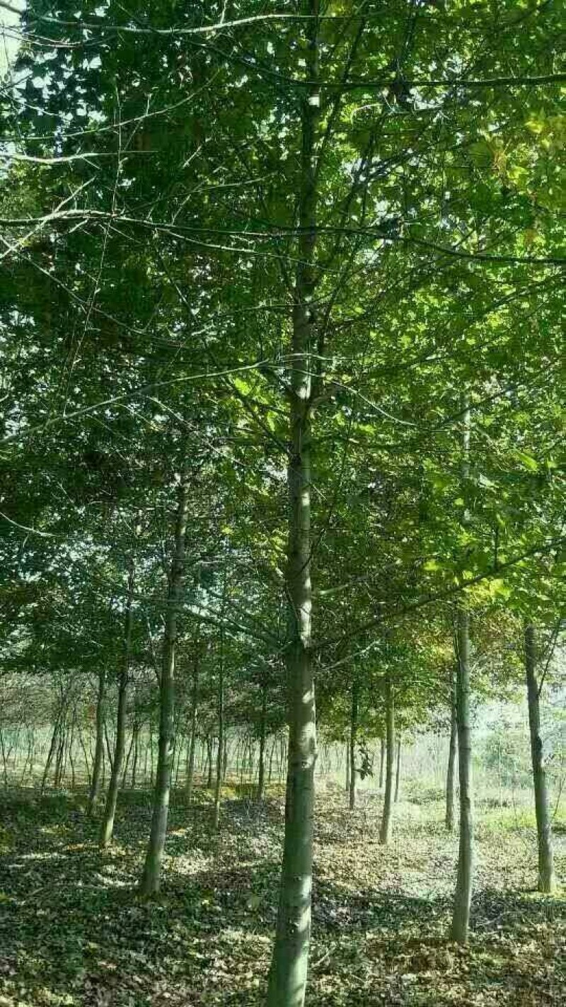 15公分枫香，批量整车供应