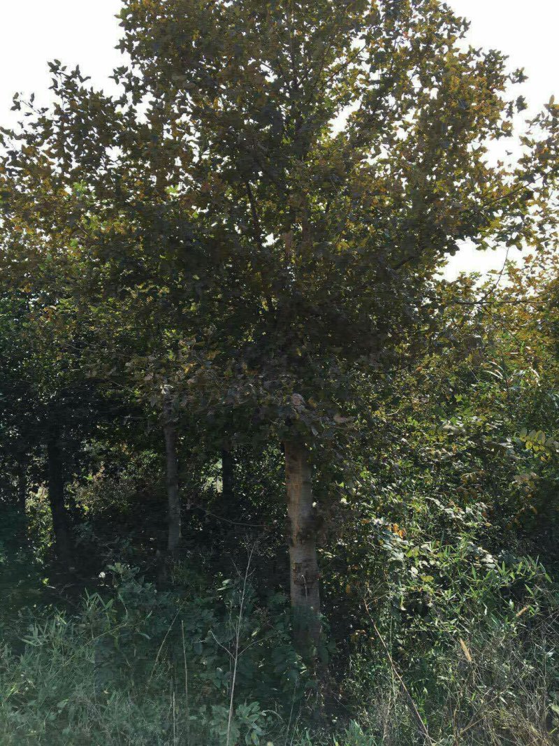 15公分枫香，批量整车供应