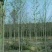 15公分枫香，批量整车供应