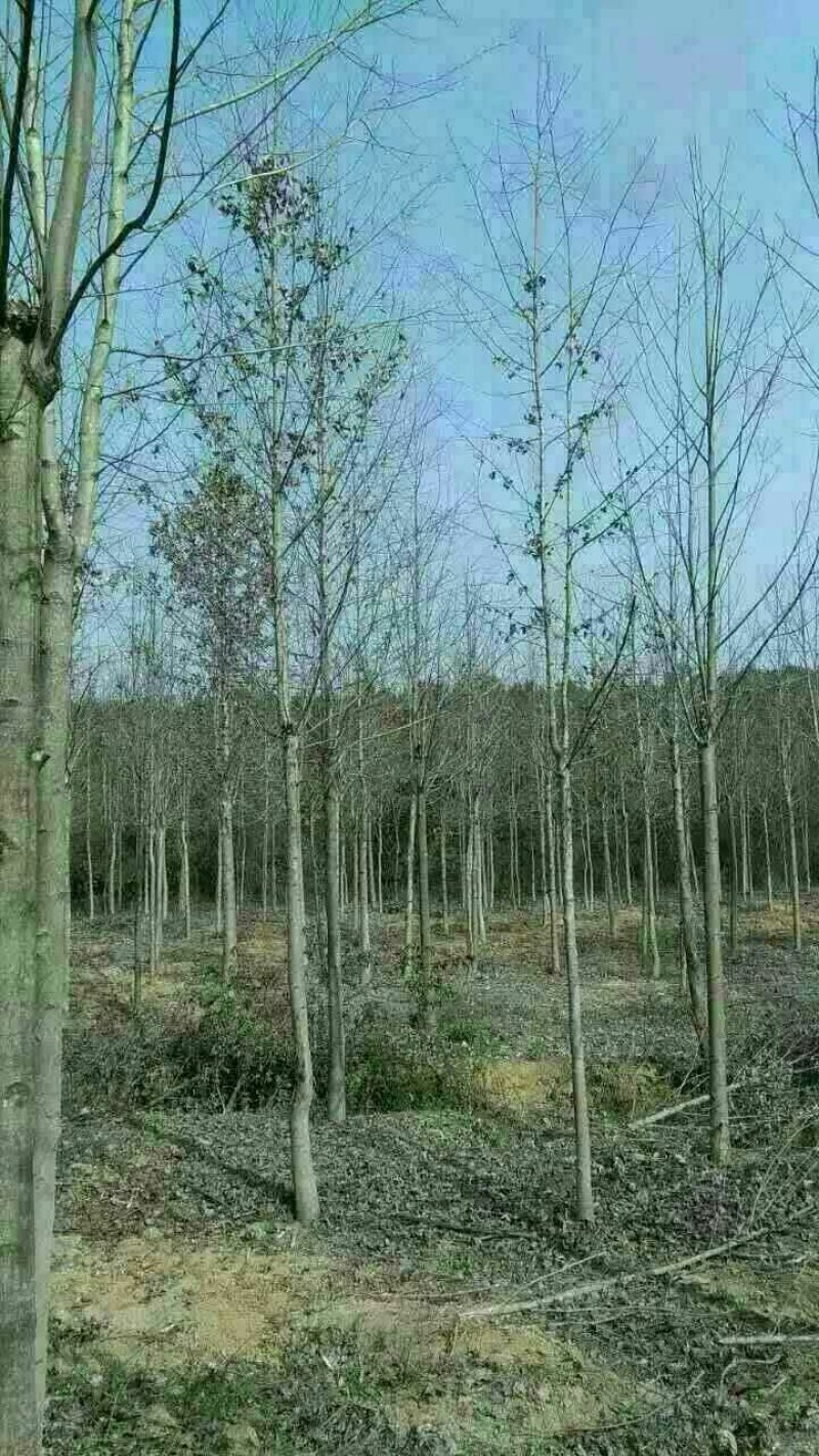 15公分枫香，批量整车供应