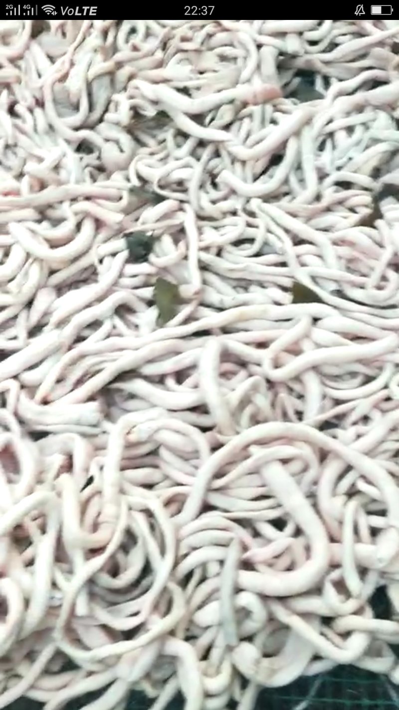 清真纯熟全材料羊肠子
