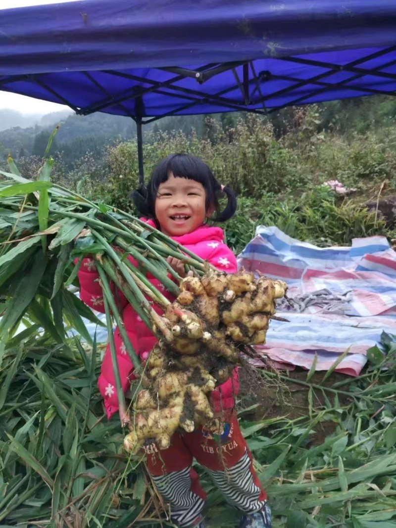 大肉姜生姜姜种本地姜姜头姜种