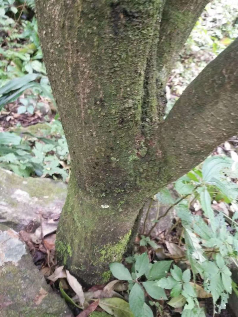 马比木