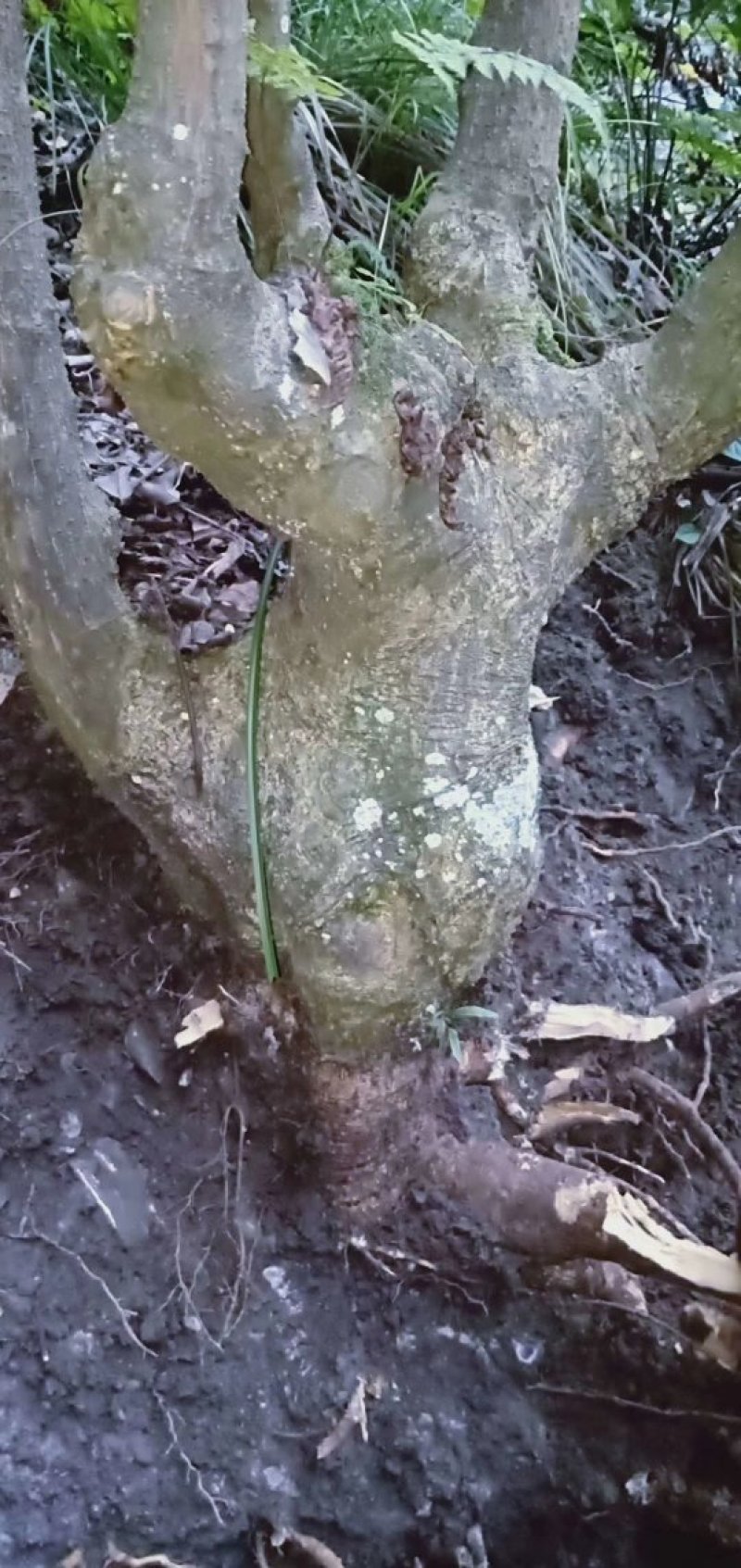 马比木